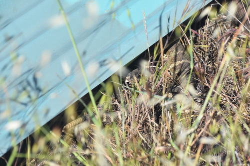 iNaturalist observation photo of Northern Pacific Rattlesnake