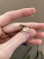 Latona deltoides