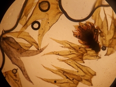 Herbertus dicranus