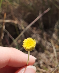 Phacellothrix cladochaeta