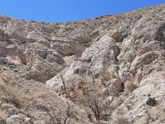 Pachycormus discolor