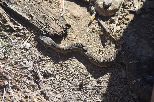 iNaturalist observation photo of Northern Pacific Rattlesnake