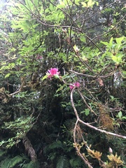 Rhododendron chilanshanense