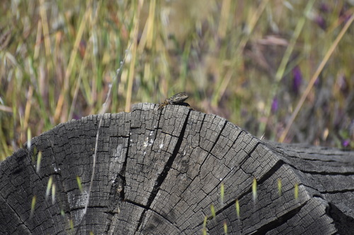 iNaturalist observation photo of Western Fence Lizard