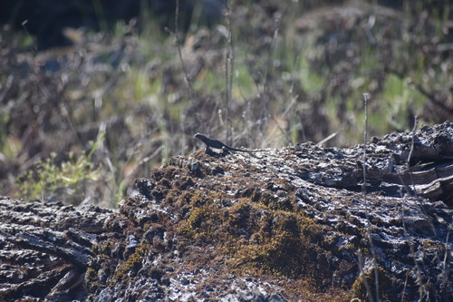 iNaturalist observation photo of Western Fence Lizard