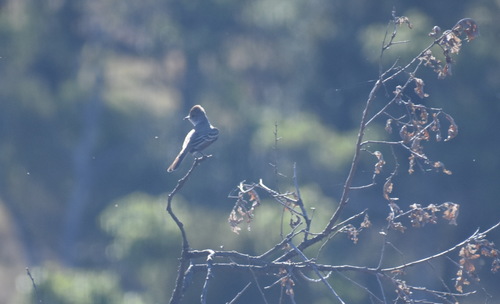iNaturalist observation photo of Ash-throated Flycatcher