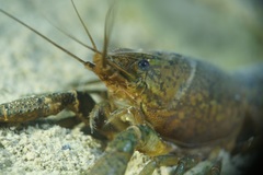 Procambarus virginalis