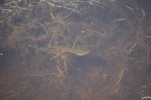 iNaturalist observation photo of American Bullfrog