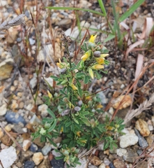 Crotalaria medicaginea
