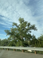 Populus deltoides monilifera