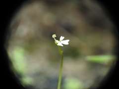 Stylidium tenerum