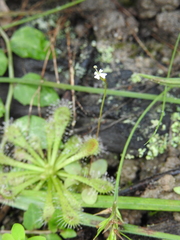 Stylidium tenerum