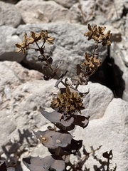 Coulterella capitata