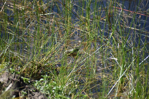 iNaturalist observation photo of American Bullfrog