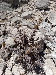 Coulterella capitata