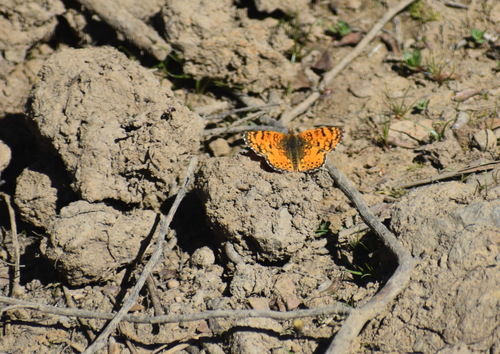 iNaturalist observation photo of Mylitta Crescent