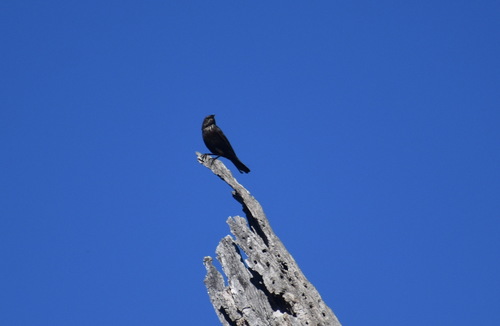 iNaturalist observation photo of New World Blackbirds and Orioles