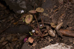 Claytonia rubra rubra