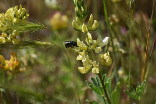 iNaturalist observation photo of Mason, Leafcutter, Carder, and Resin Bees