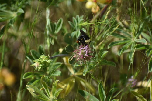 iNaturalist observation photo of Yellow-faced Bumble Bee