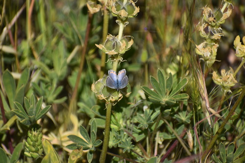iNaturalist observation photo of Acmon Blue