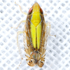 Scaphytopius elegans
