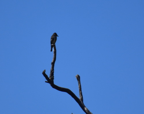 iNaturalist observation photo of Pewees