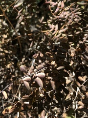 Pellaea andromedifolia