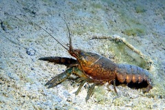 Procambarus virginalis