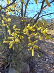 Vachellia californica californica