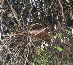 Deinacrida heteracantha