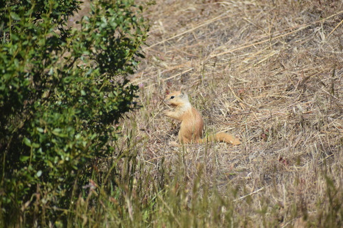 iNaturalist observation photo of California Ground Squirrel