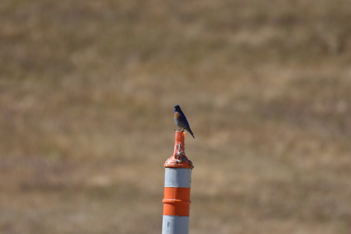 iNaturalist observation photo of Western Bluebird