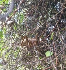 Deinacrida heteracantha