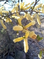 Vachellia californica californica