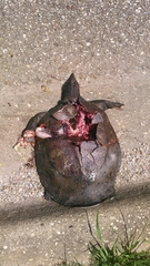 Apalone spinifera aspera