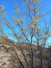 Vachellia californica californica