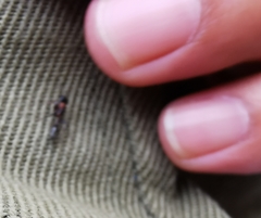 Pseudomyrmex gracilis