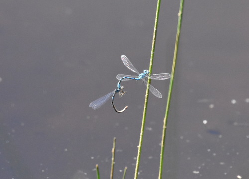 iNaturalist observation photo of Bluets