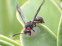 Ancistrocerus haematodes