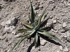Agave sobria