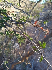 Vachellia californica californica
