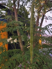 Moringa oleifera