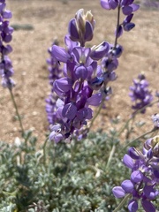 Lupinus hyacinthinus