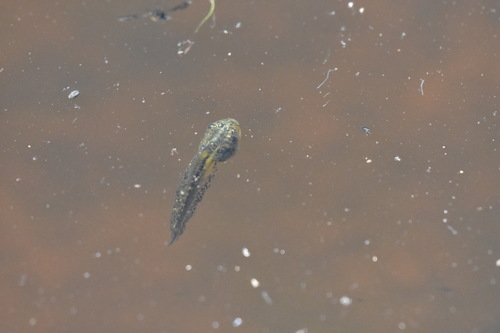 iNaturalist observation photo of Frogs and Toads
