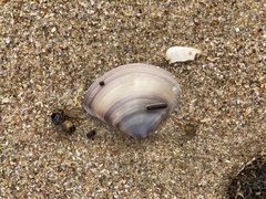 Austromactra contraria