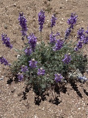 Lupinus hyacinthinus