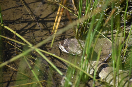 iNaturalist observation photo of Northern Pacific Rattlesnake