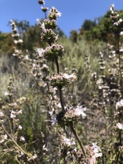 Salvia apiana × mellifera