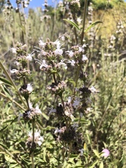 Salvia apiana × mellifera